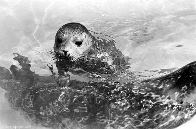 Pearson Harbor Seal: 2 Susan Meyers